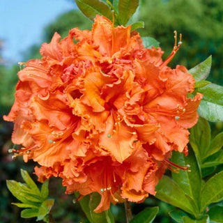 Gibraltar Azalea