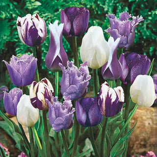 Blue Heaven Tulip Medley