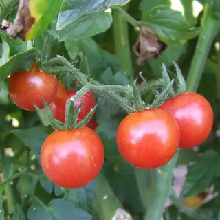 Red Marble Tomato