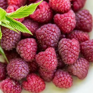 Crimson Night Raspberry Plant