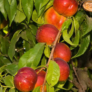 Fantasia Nectarine Tree