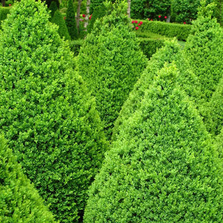 Green Mountain Boxwood Hedge