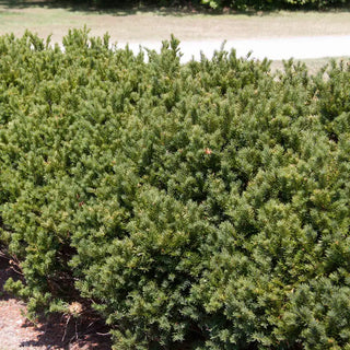 Globe Brown Yew Hedge