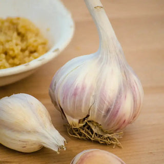 Music Garlic Bulbs (Hardneck)