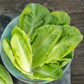 Romaine Lettuce Pkt.