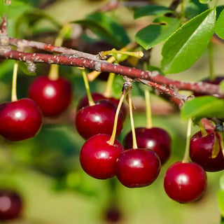 Romeo™ Dwarf Cherry Hedge