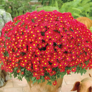 Red Daisy Mammoth Mum