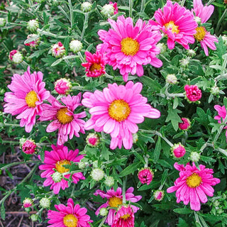 Lavender Daisy Mammoth Mum