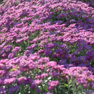 Lavender Daisy Mammoth Mum