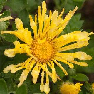 Yellow Quill Mammoth Mum