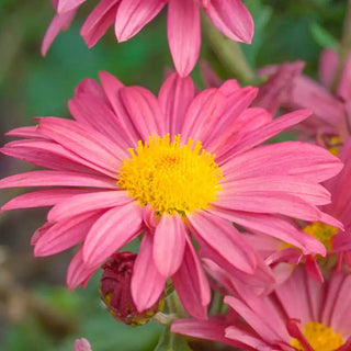 Coral Daisy Mammoth Mum