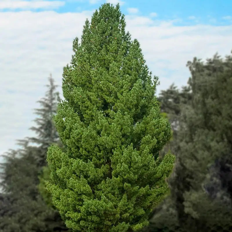 White Pine