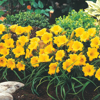 Stella De Oro Daylily