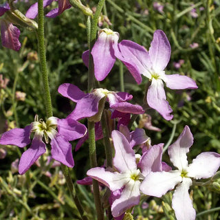 Evening Scented Stock