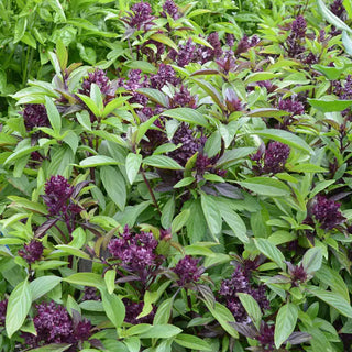 Siam Queen Basil