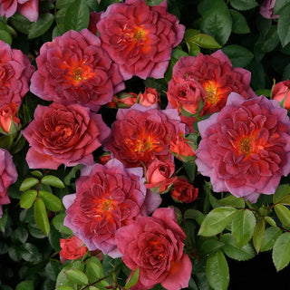 Midnight Fire™ Miniature Rose