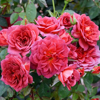 Midnight Fire™ Miniature Rose