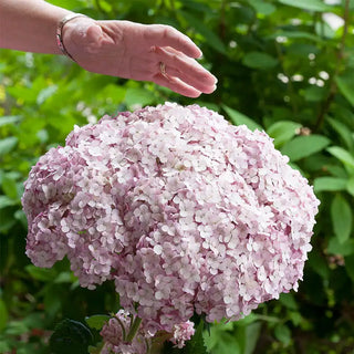 Incrediball® Blush Hydrangea