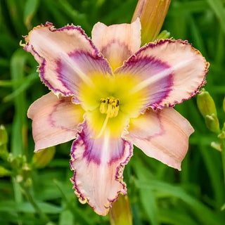 Handwriting on the Wall Reblooming Daylily