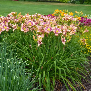 Handwriting on the Wall Reblooming Daylily