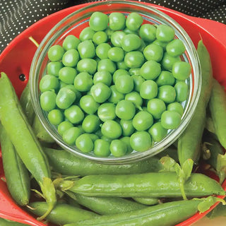 Miragreen Pea Seed