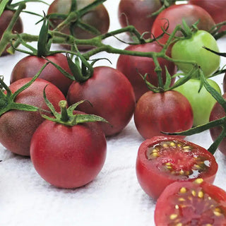 Chocolate Cherry Tomato