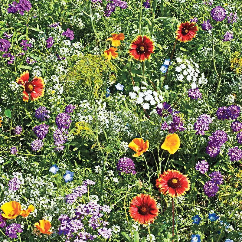 Gurney's® Beneficial Bug Wildflower Seed Blend