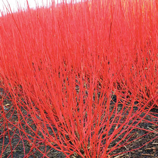 Variegated Red Twig Dogwood