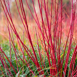 Red Twig Dogwood