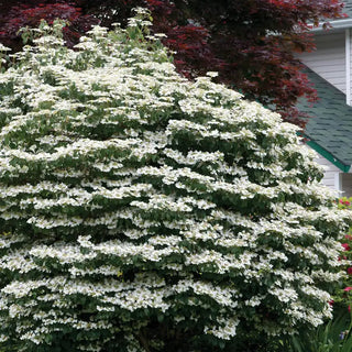 Mariesii Viburnum Hedge