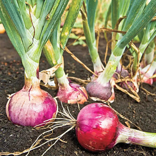 Red Candy Apple Onion