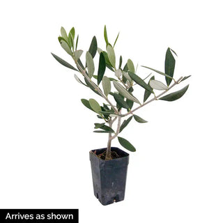 Mediterranean Olive Tree