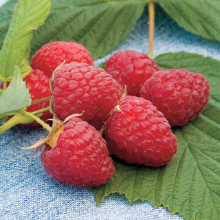 Heritage Raspberry Plant