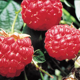 Mammoth Red Raspberry Plant