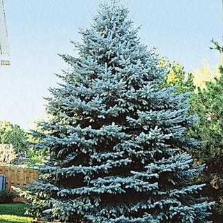 Colorado Blue Spruce Tree