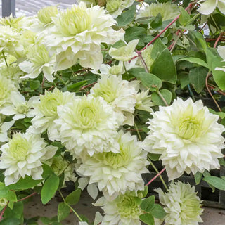 Manju Clematis