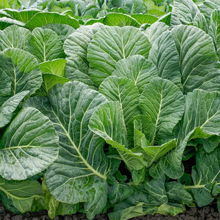 Top Chop Hybrid Collards