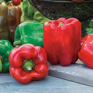 Gurney's® Giant II Hybrid Sweet Pepper