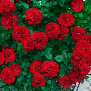 Our Choice Jumbo Climbing Rose