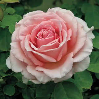 Our Choice Jumbo Climbing Rose