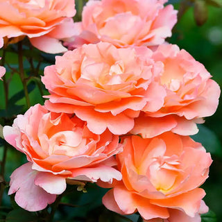 Our Choice Jumbo Climbing Rose