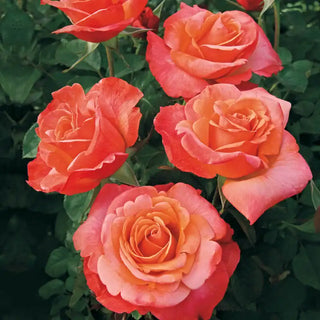 Our Choice Jumbo Floribunda Rose