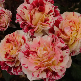 Our Choice Jumbo Floribunda Rose