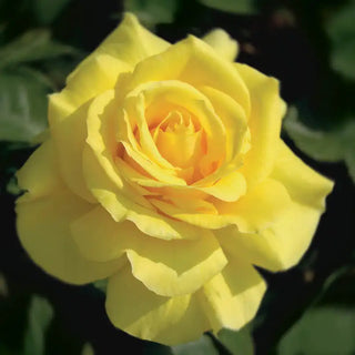 Our Choice Jumbo Floribunda Rose