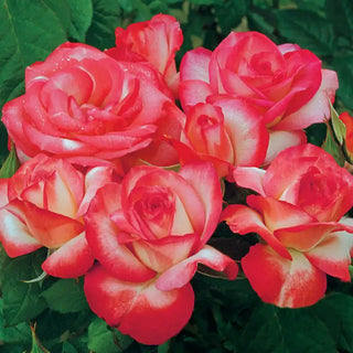 Our Choice Jumbo Grandiflora Rose