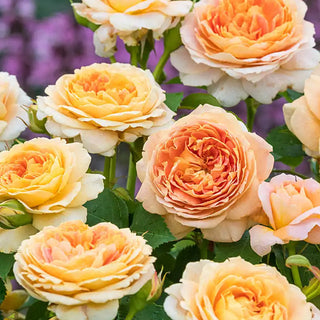 Our Choice Jumbo Grandiflora Rose