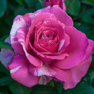 Our Choice Jumbo Grandiflora Rose