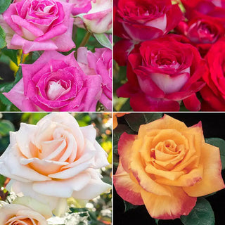 Our Choice Jumbo Hybrid Tea Rose