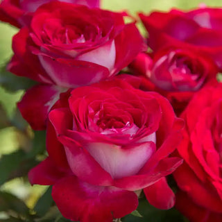 Our Choice Jumbo Hybrid Tea Rose