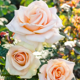 Our Choice Jumbo Hybrid Tea Rose